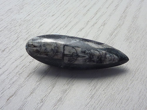 Fossil B