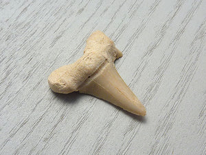 Shark Tooth Fossil C