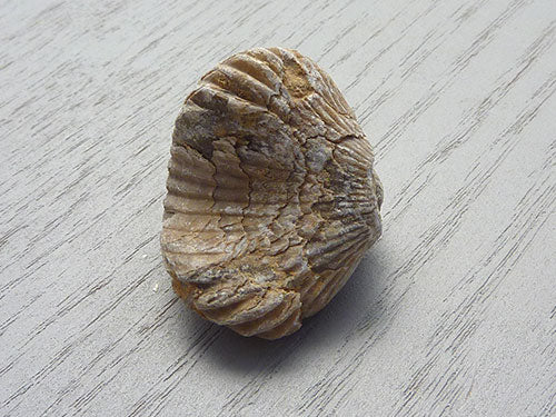 Fossil D