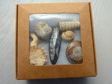 Fossil Box - 6 pieces