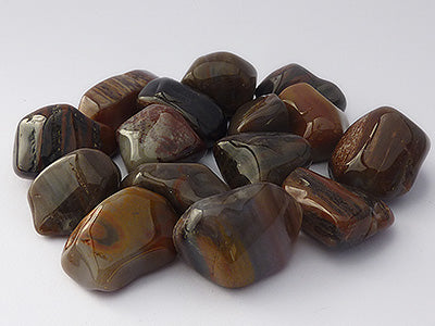 Petrified Wood Tumbled Stones